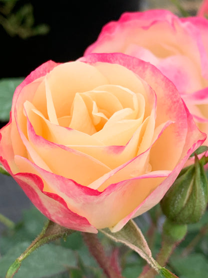 Rose - Enchanted Meadow