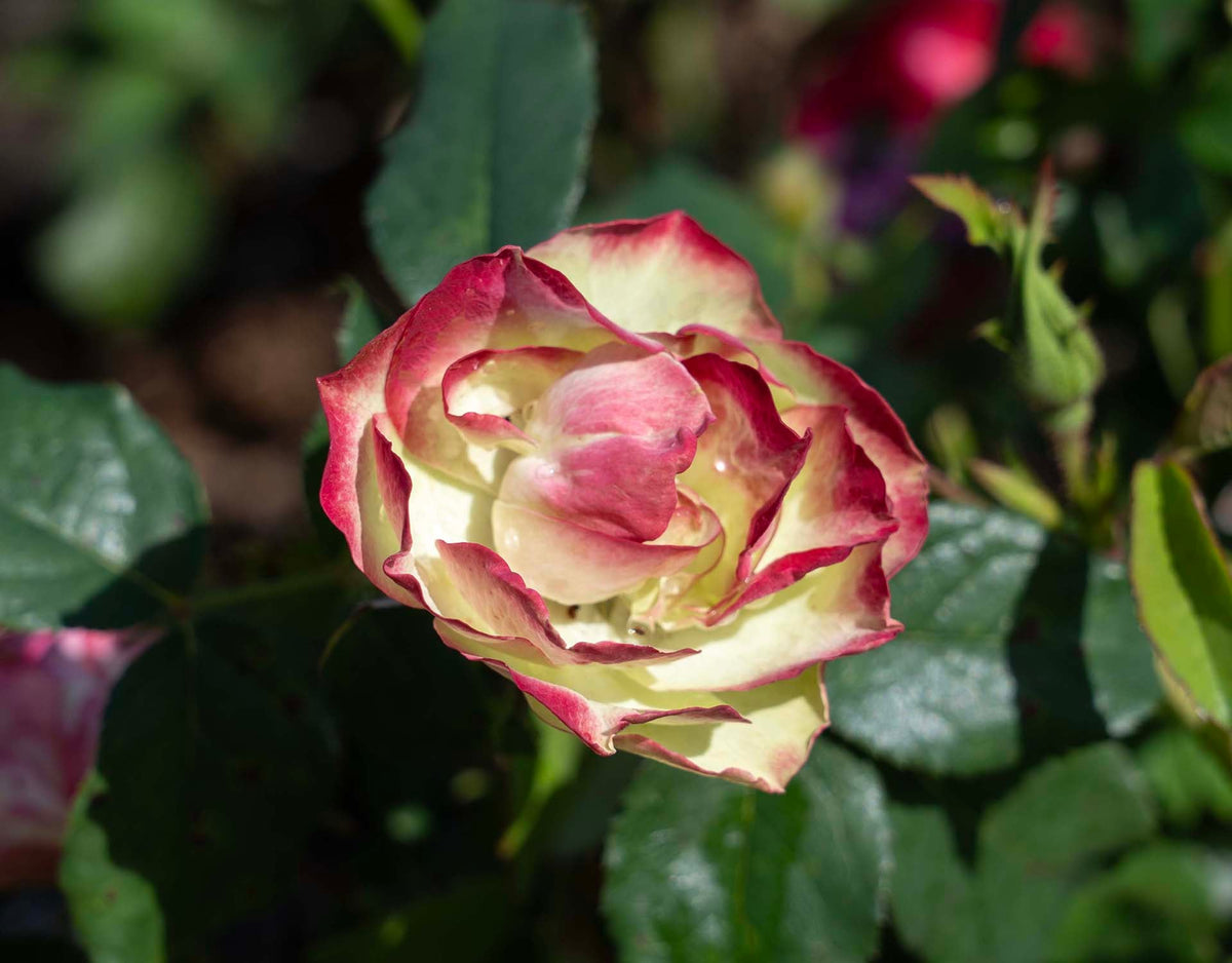 Rose - Enchanted Meadow