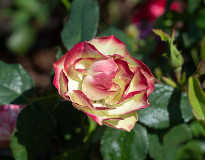 Rose - Enchanted Meadow