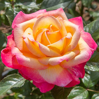 Rose - Enchanted Peace