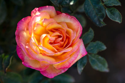 Rose - Enchanted Peace