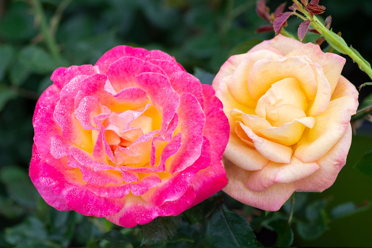 Rose - Enchanted Peace