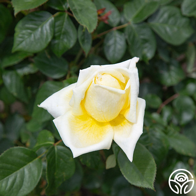 Rose - Eternal Flame