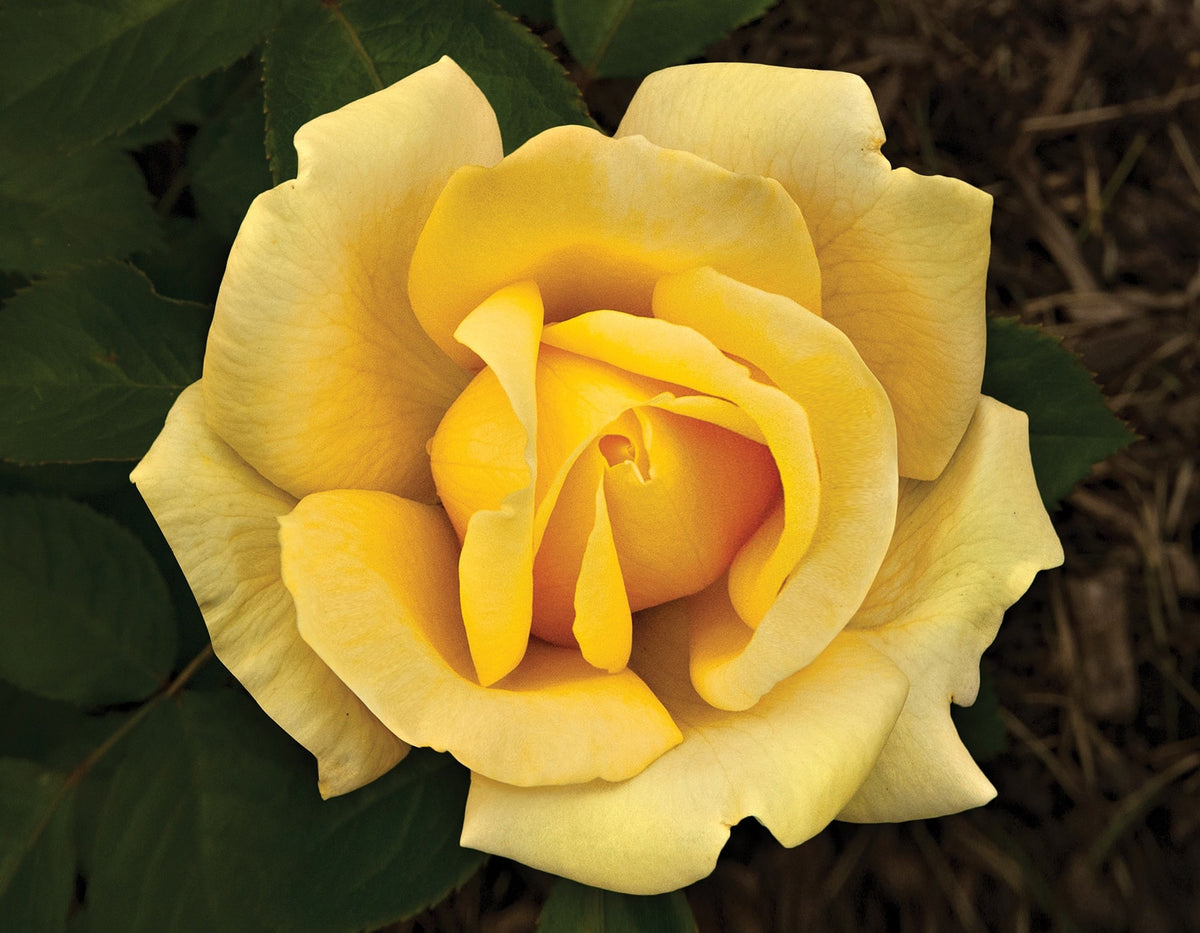 Rose - Eternal Flame