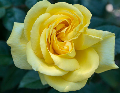 Rose - Eternal Flame