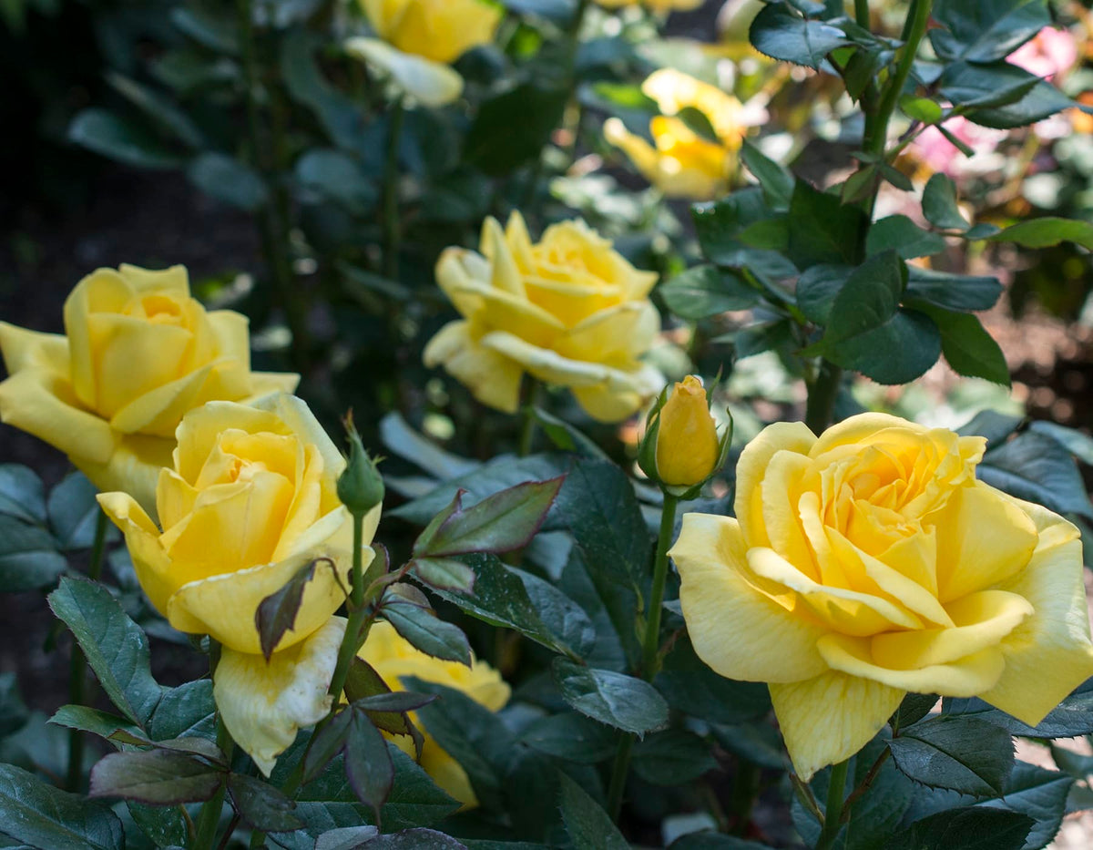 Rose - Eternal Flame