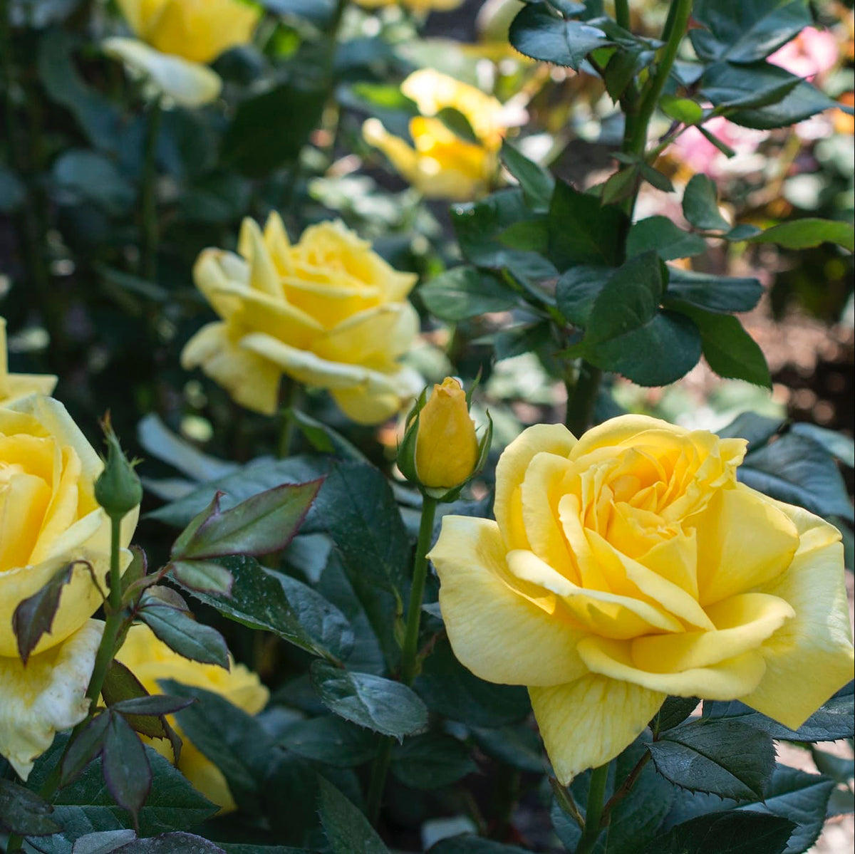 Rose - Eternal Flame