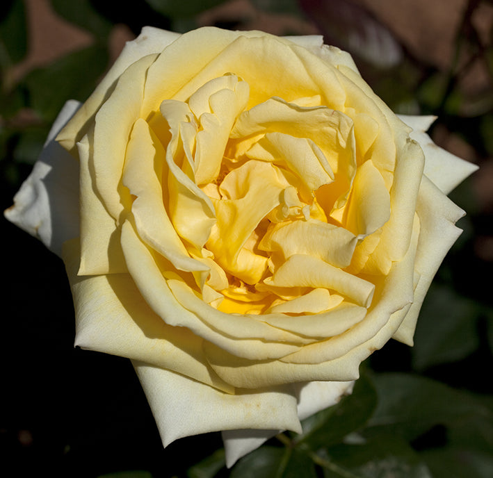 Rose - Eternal Flame