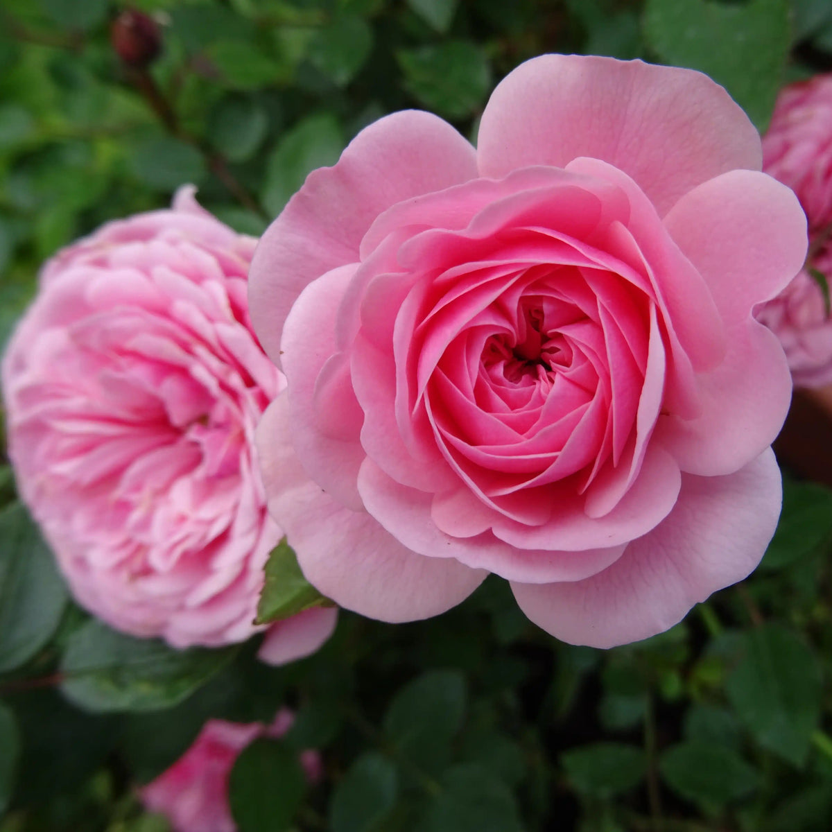 Rose - Starlet Beauty Eva