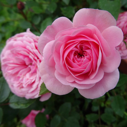 Rose - Starlet Beauty Eva