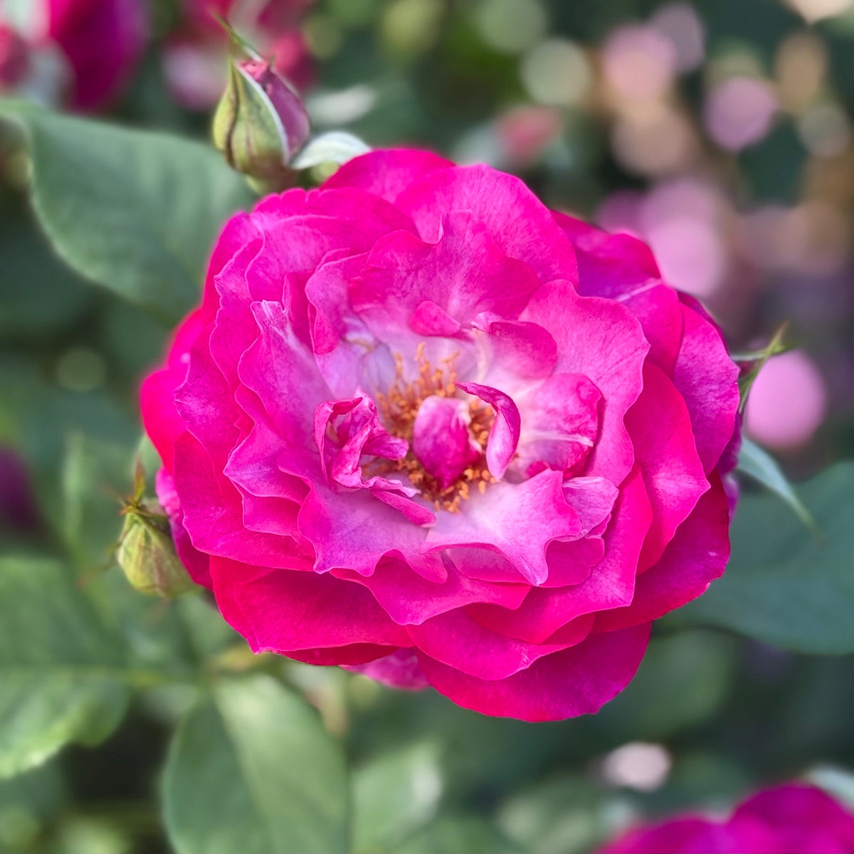 Rose - Wild Blue Yonder