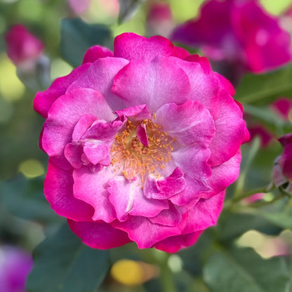 Rose - Wild Blue Yonder