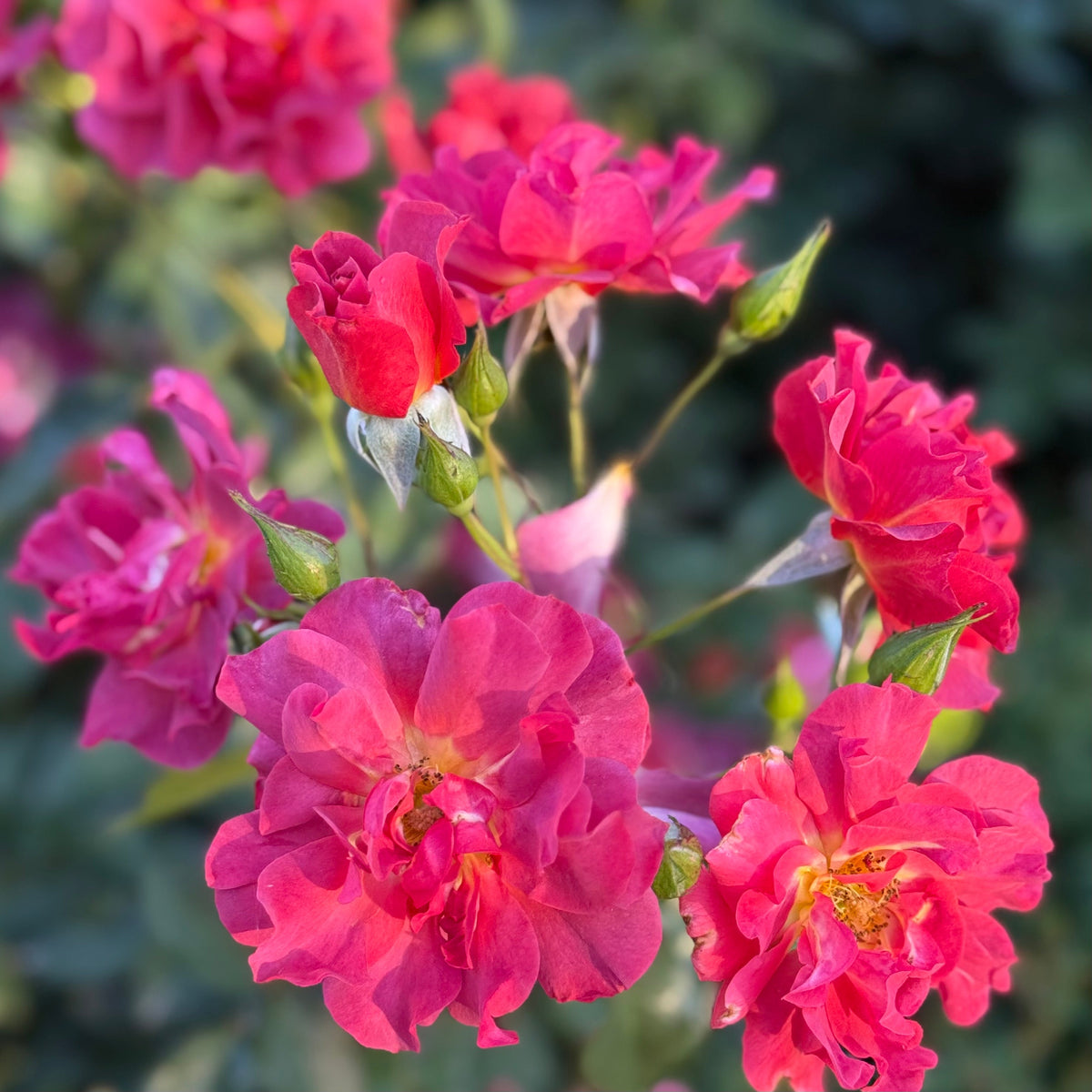 Rose - Cinco de Mayo