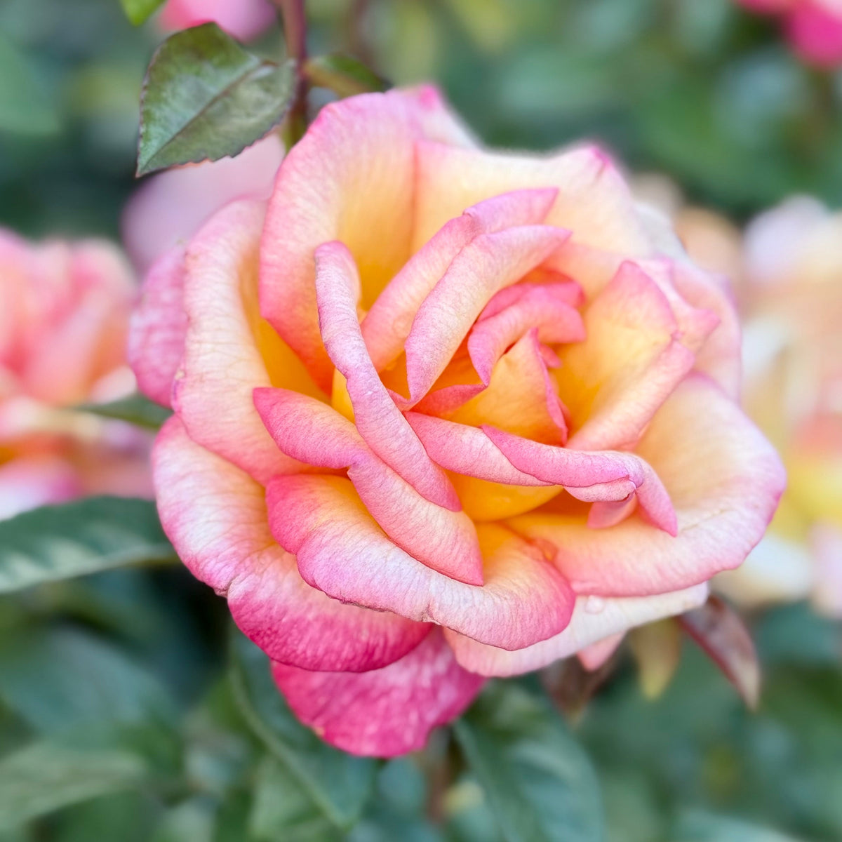Rose - Sheila's Perfume