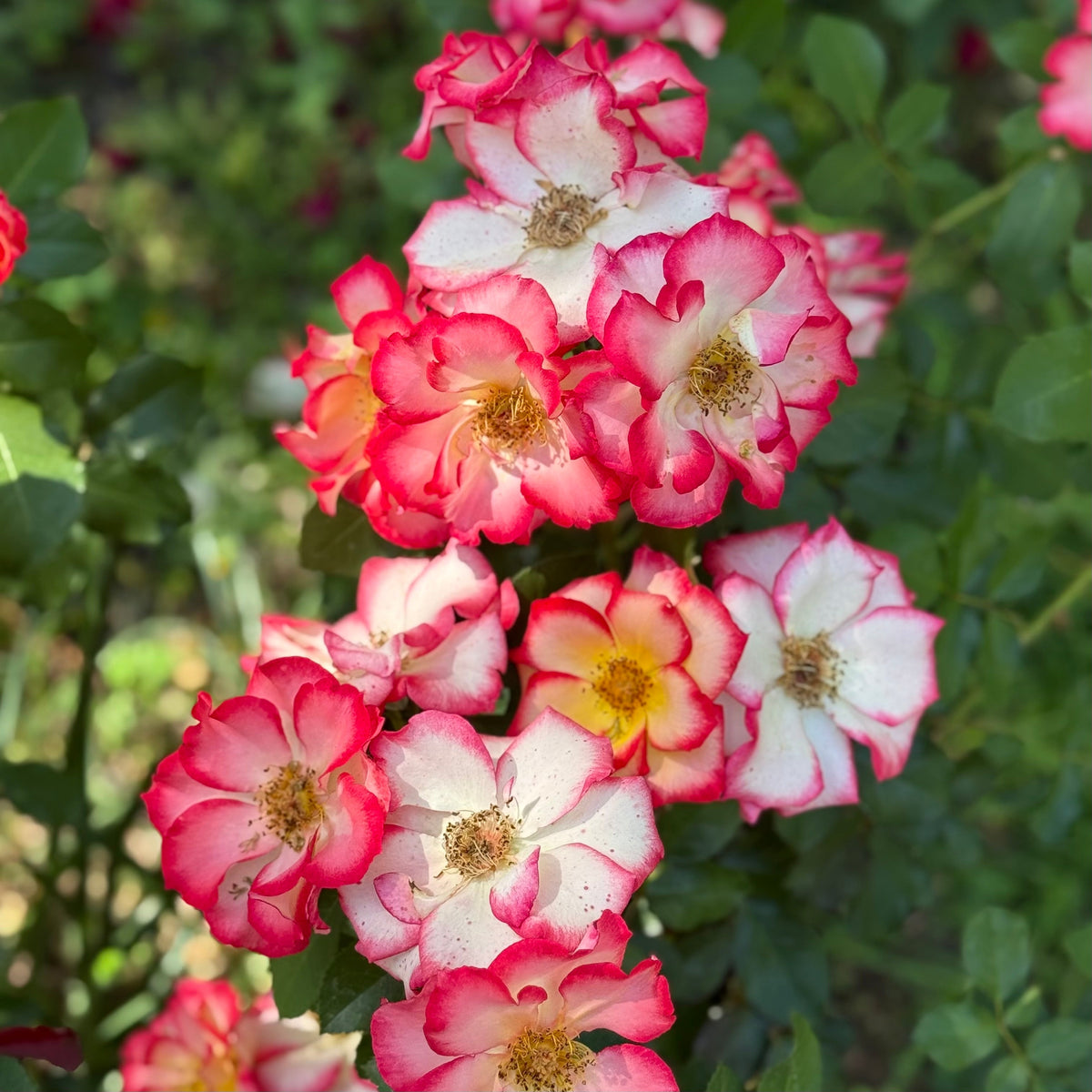 Rose - Betty Boop