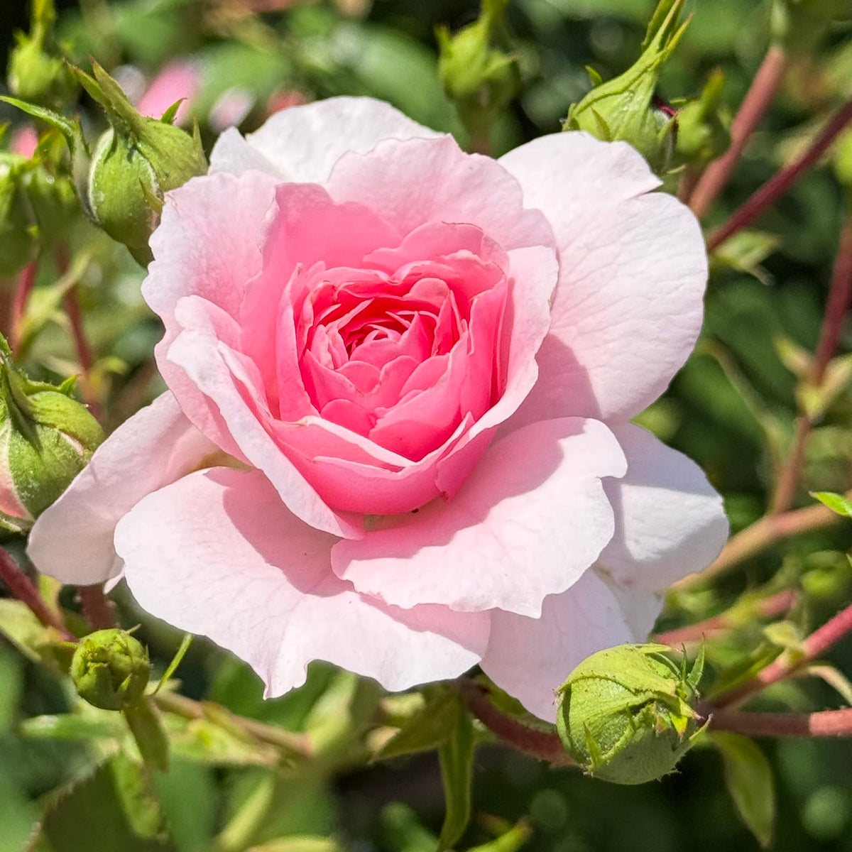 Rose - Bonica
