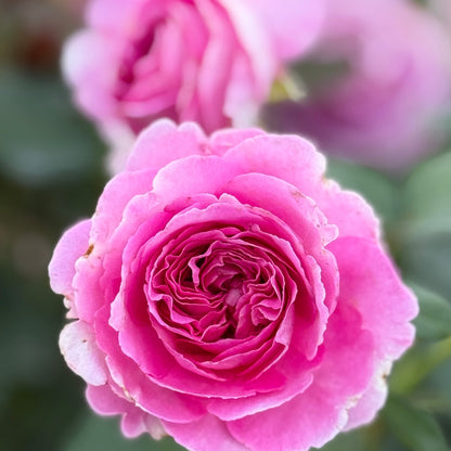 Rose - Raspberry Cupcake