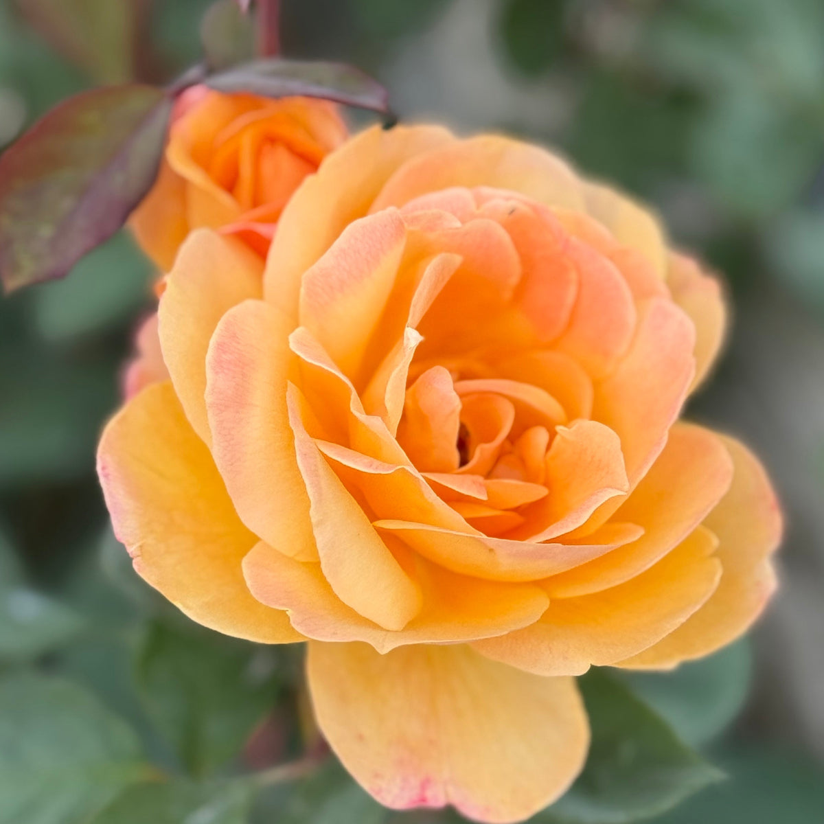 Rose - Strike It Rich