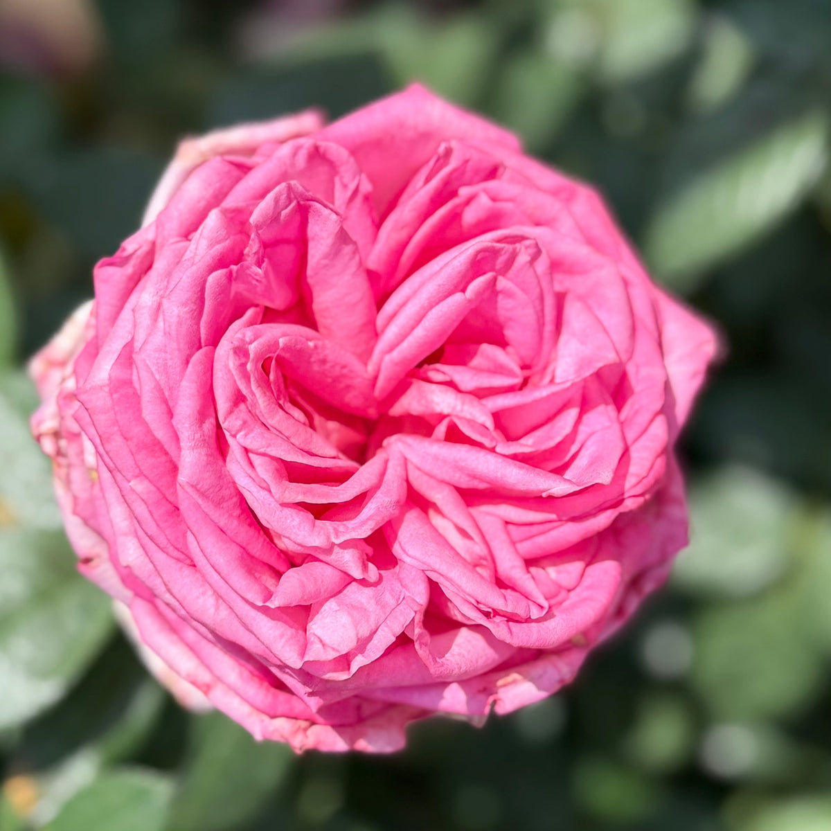 Rose - Eleganza Wedding Bells