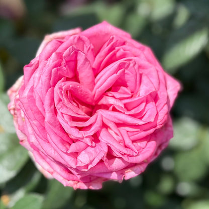 Rose - Eleganza Wedding Bells
