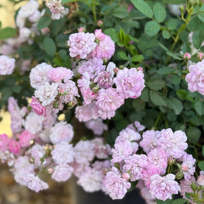 Rose - Pretty Polly Lavender
