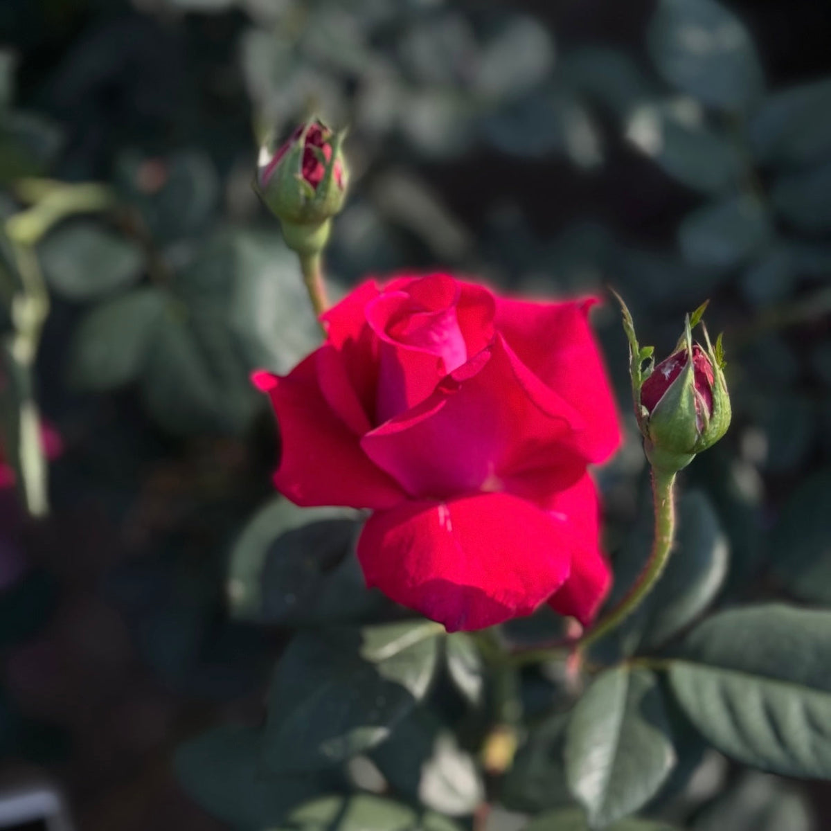 Rose - Sweet Spirit