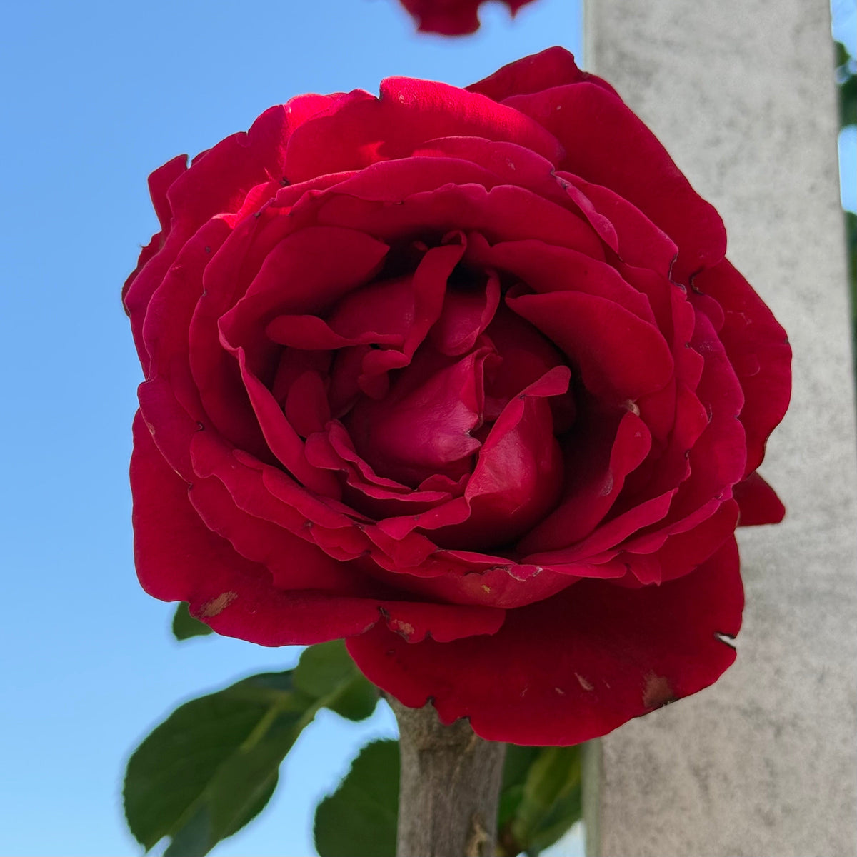 Rose - Don Juan