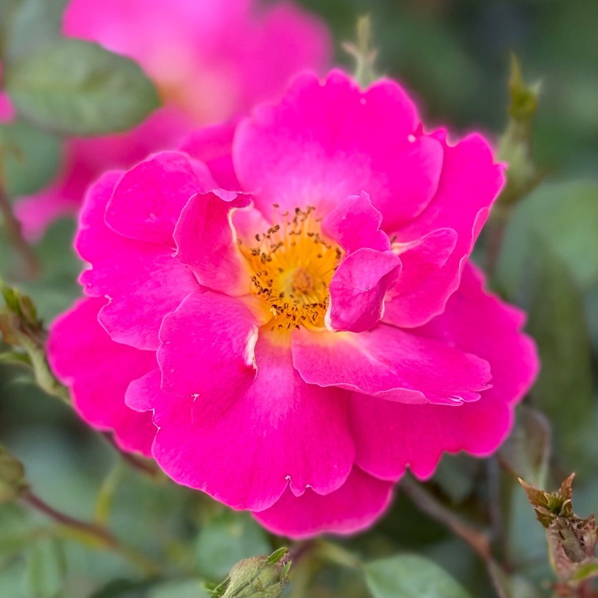 Rose - Shining Moment