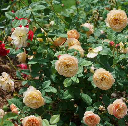 Rose - Flavorette - Honey Apricot