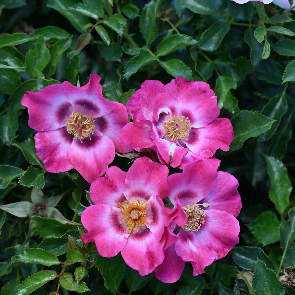 Rose - Blushing Babylon Eyes