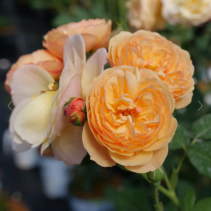Rose - Flavorette - Honey Apricot