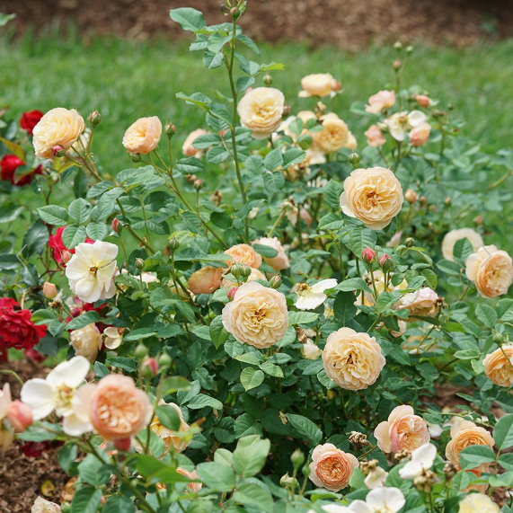 Rose - Flavorette - Honey Apricot