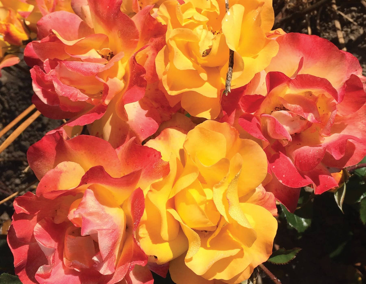 Rose - Veranda Fiesta