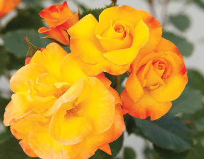 Rose - Veranda Fiesta