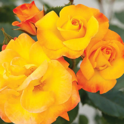 Rose - Veranda Fiesta