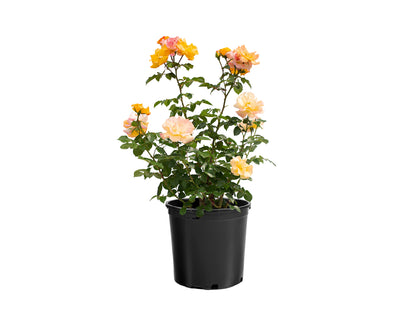 Rose - Veranda Fiesta