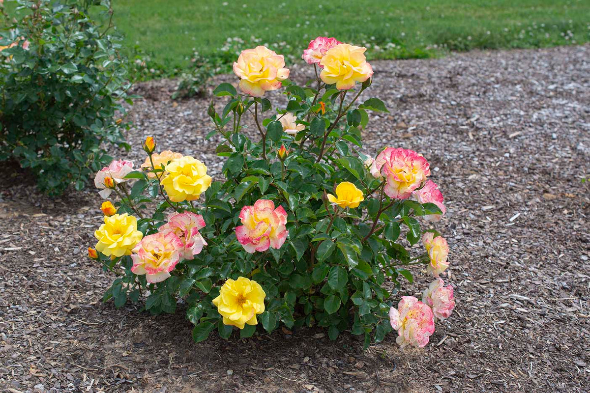 Rose - Veranda Fiesta