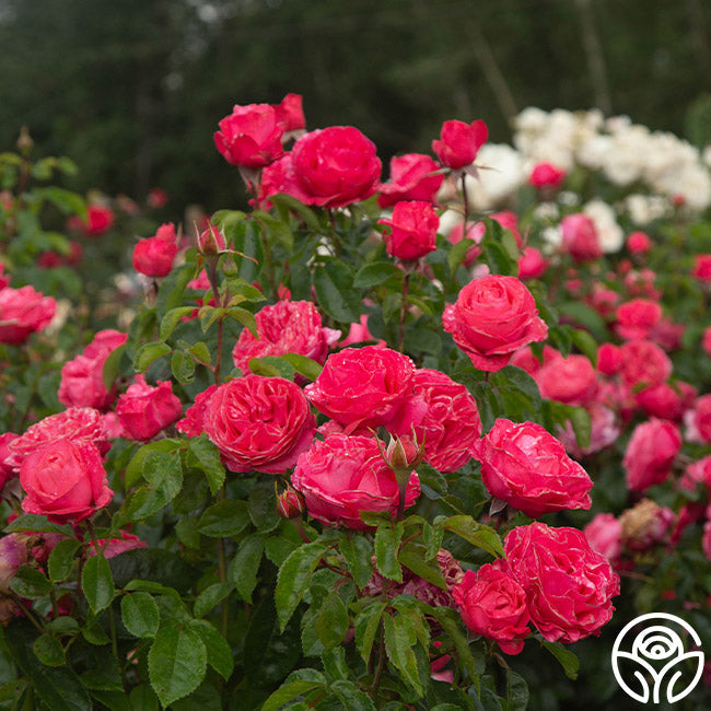 Rose - Eleganza Fiji