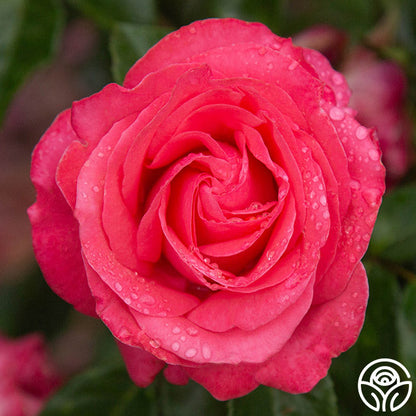 Rose - Eleganza Fiji