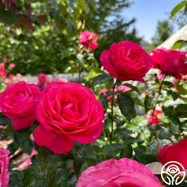 Rose - Eleganza Fiji