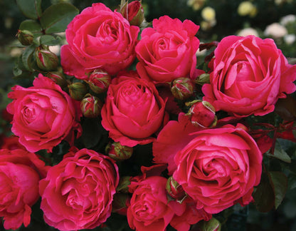 Rose - Eleganza Fiji