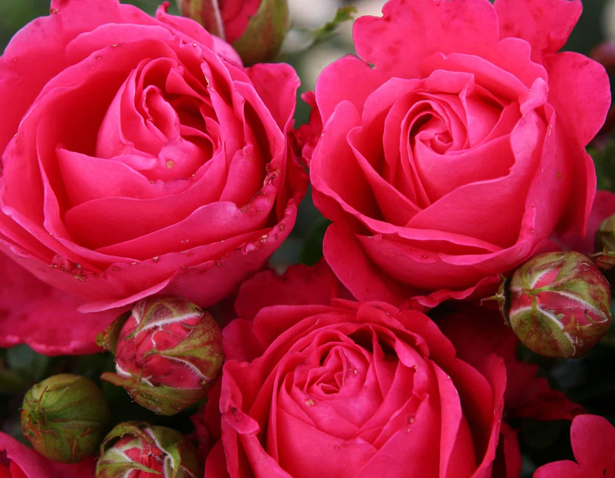 Rose - Eleganza Fiji