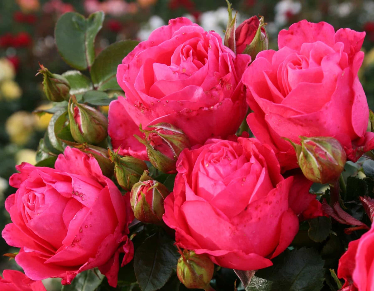 Rose - Eleganza Fiji
