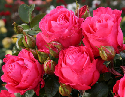 Rose - Eleganza Fiji