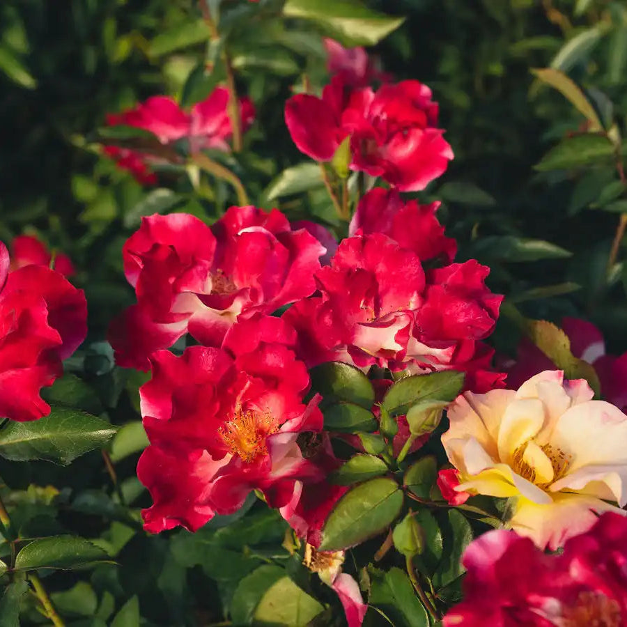 Rose - Fine and Dandy