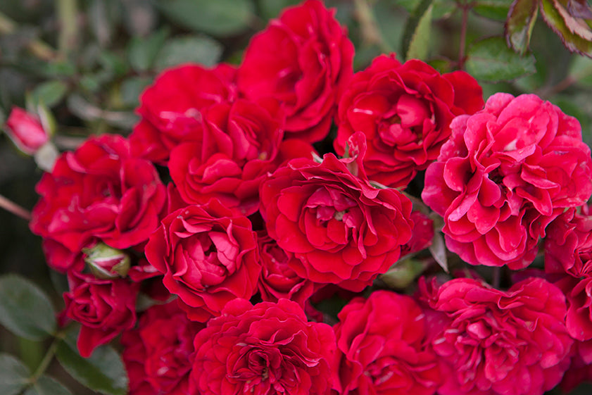 Rose - Meidiland Fire