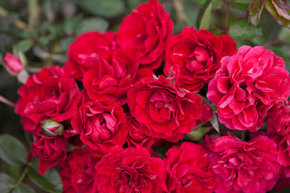 Rose - Meidiland Fire