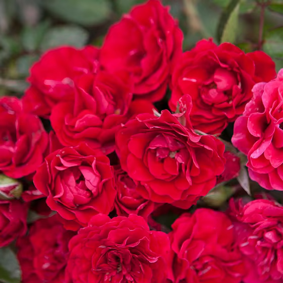 Rose - Meidiland Fire