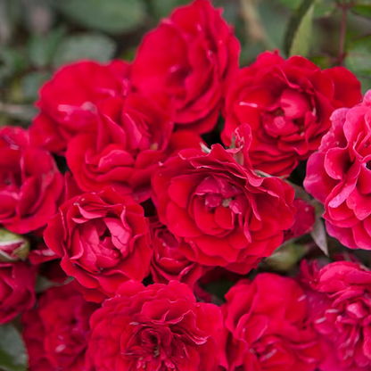 Rose - Meidiland Fire