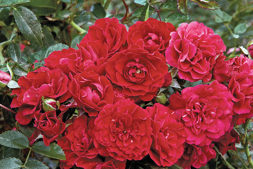 Rose - Meidiland Fire